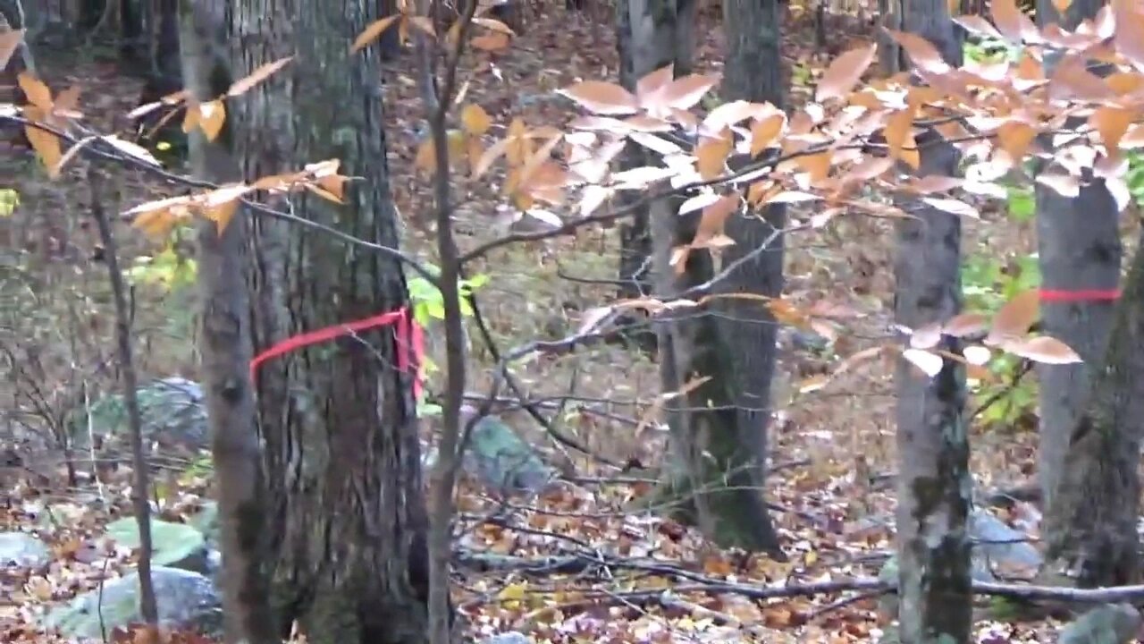 Marking Maple Trees For The Spring Maple Syrup Season