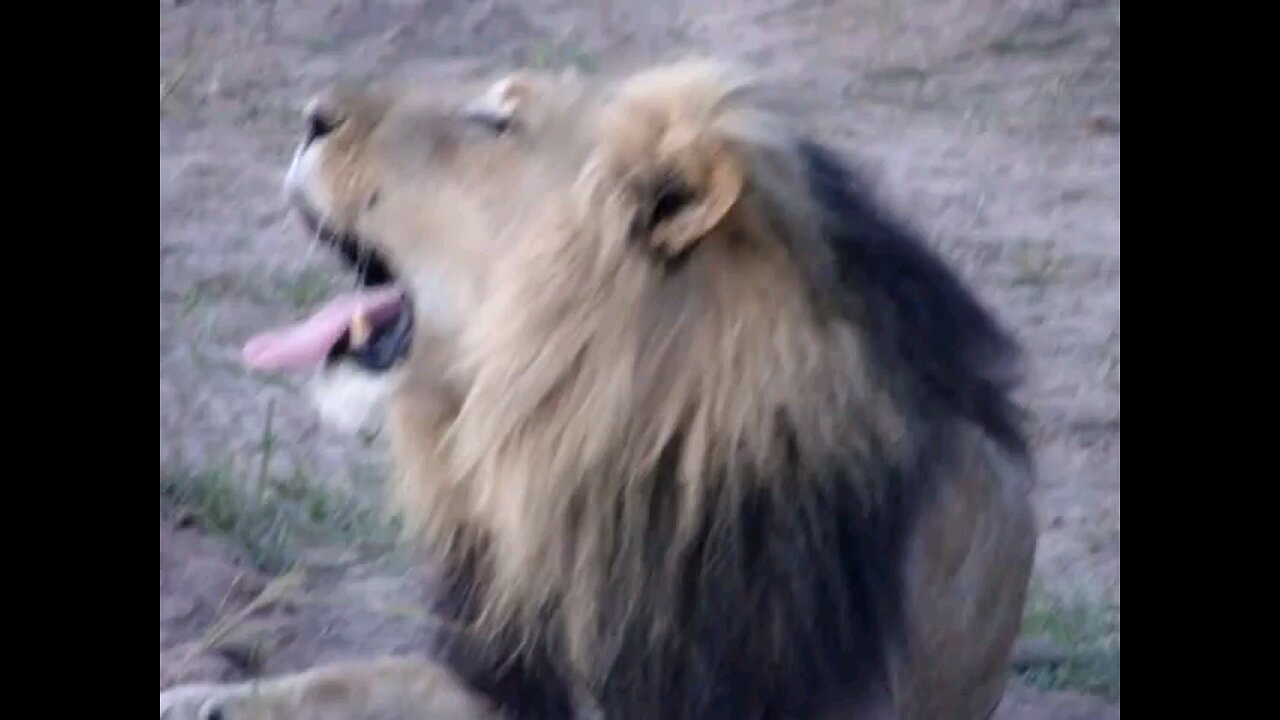 Lion sound original