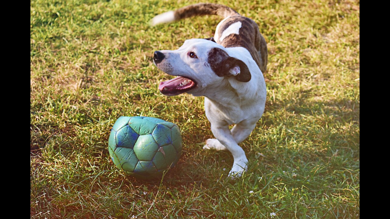 Dog Playing Football