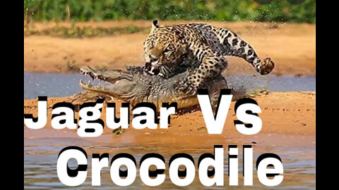 Jaguar VS Crocodile & Amazing Animal Fights