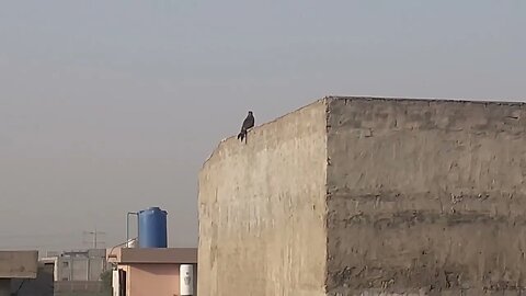 Hawk is a beautiful creature of Almighty Allah, MashAllah #hawk