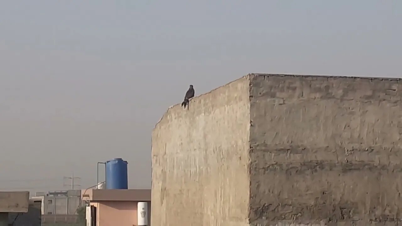 Hawk is a beautiful creature of Almighty Allah, MashAllah #hawk