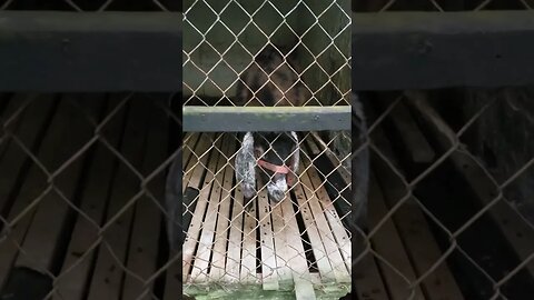 Vermifugação dos Cabritos