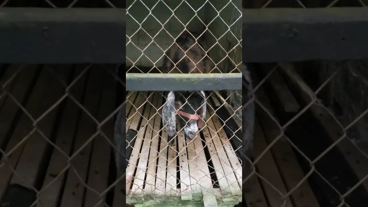 Vermifugação dos Cabritos