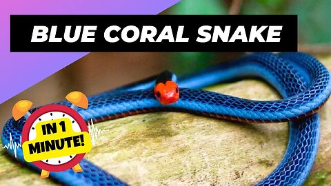 Blue Coral Snake - In 1 Minute! 🐍 One Of The Most Beautiful Snakes In The World | 1 Minute Animals