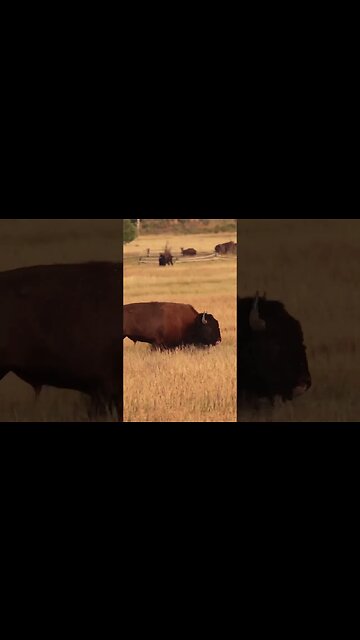 Absolutely majestic!