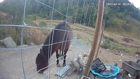 Cheeky horse tries to earth bird food. The guinea fowl are curious.