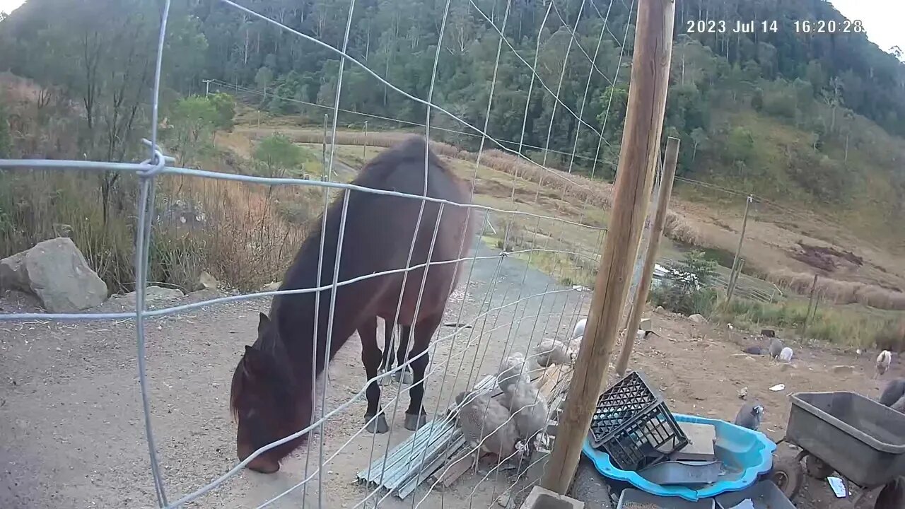 Cheeky horse tries to earth bird food. The guinea fowl are curious.