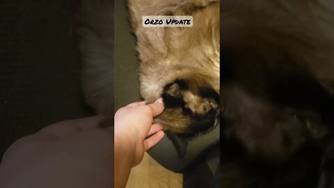 Our Podcat Orzo!