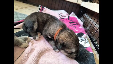 The difference 9 weeks makes for a wolfdog