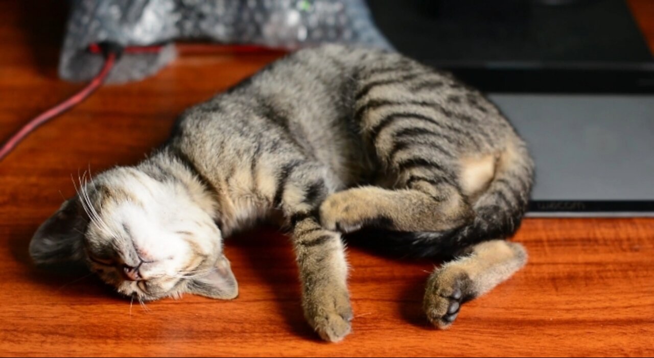 A beautiful domestic cat