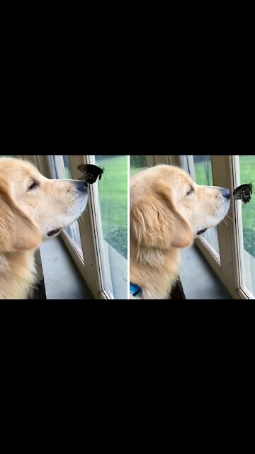 Gentle doggy befriends butterfly in the house