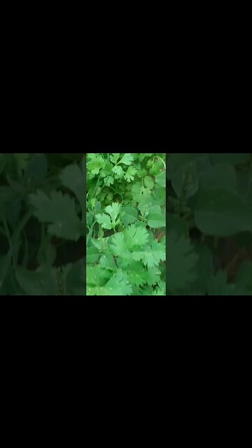 Most satisfying natural colors of nature #shorts #ytshorts #viral #viralreels #trending #narure