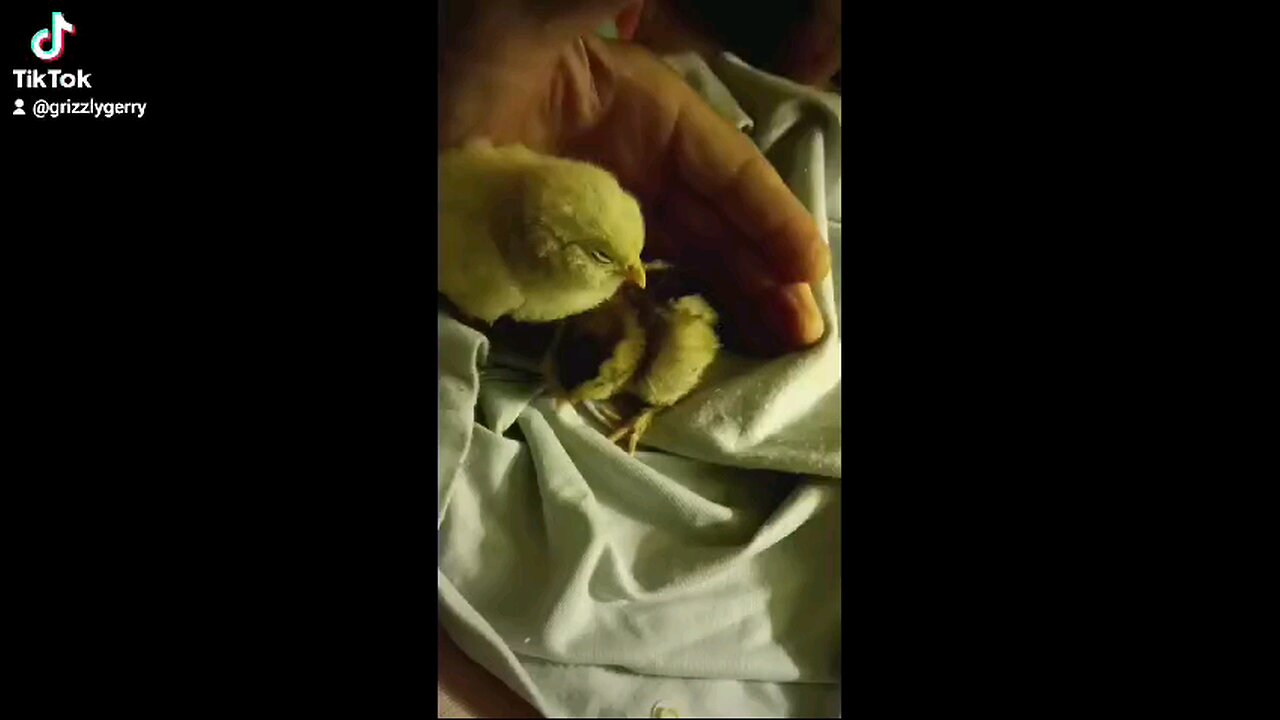 SILKY X AMERICANAS THE BEAR BREED