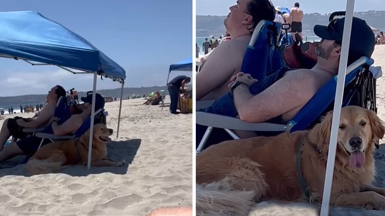 Hilarious dog takes a seat with strangers under umbrella for extra shade