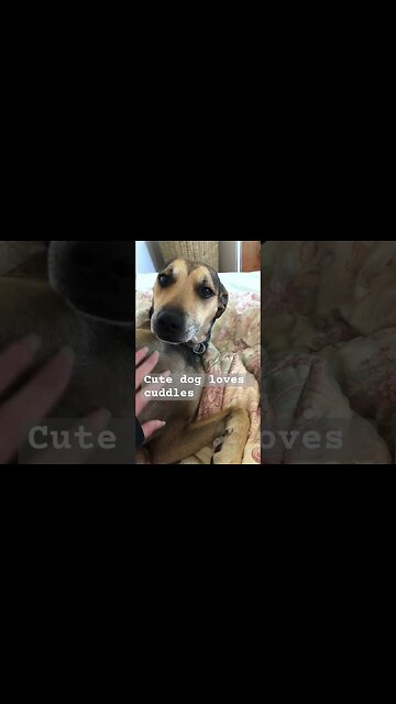 Cute dog loves cuddles 🥰