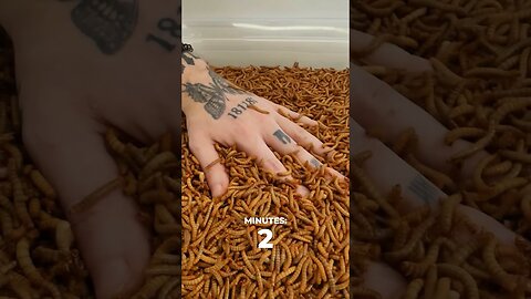 Hand vs Mealworms Timelapse