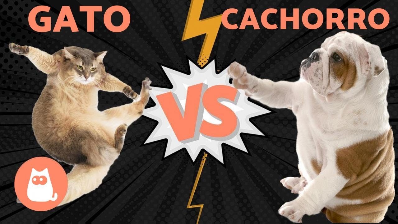 Pets Love Plus😻 Cat and Dog 🐶 Try Not to Laugh 😹 Cute Animals