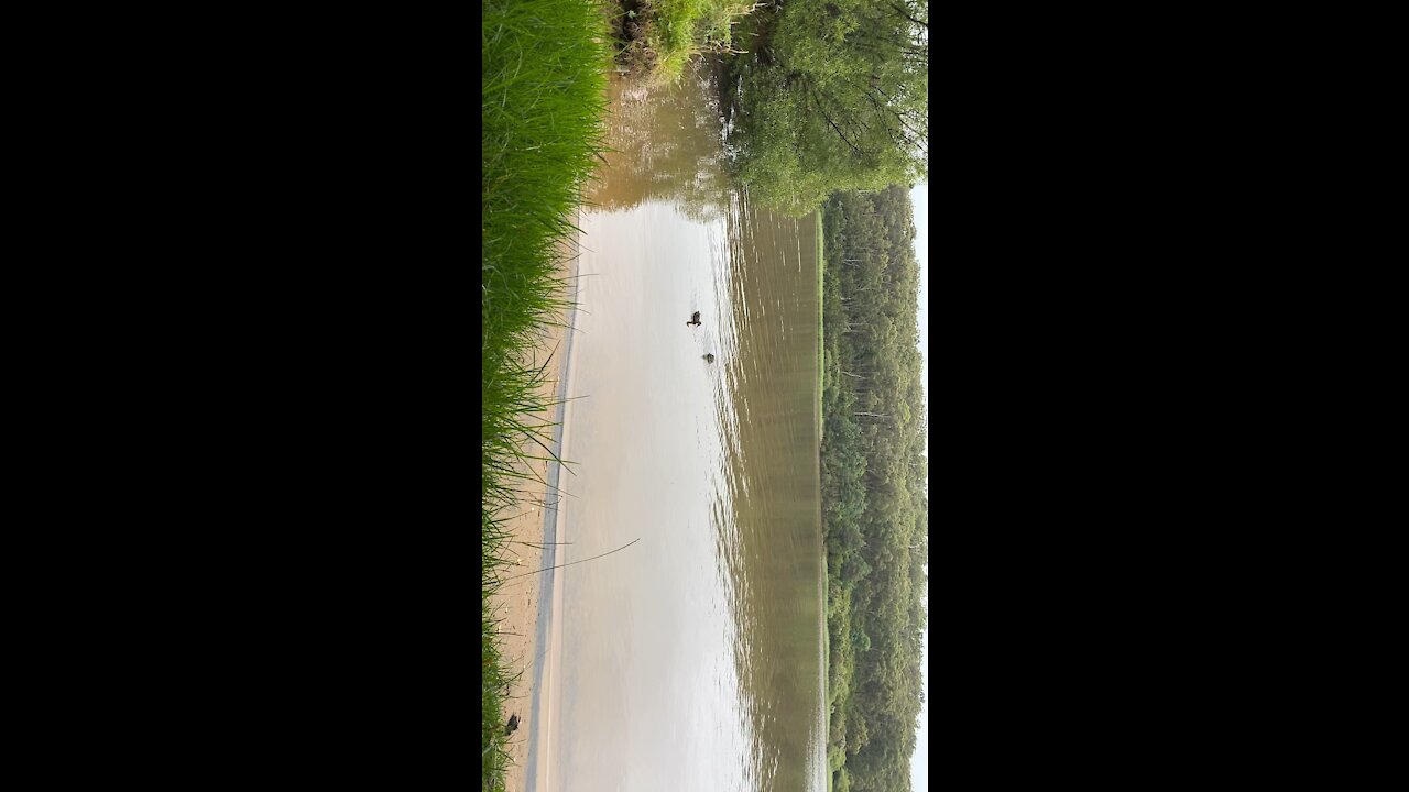 Ducks at the lake