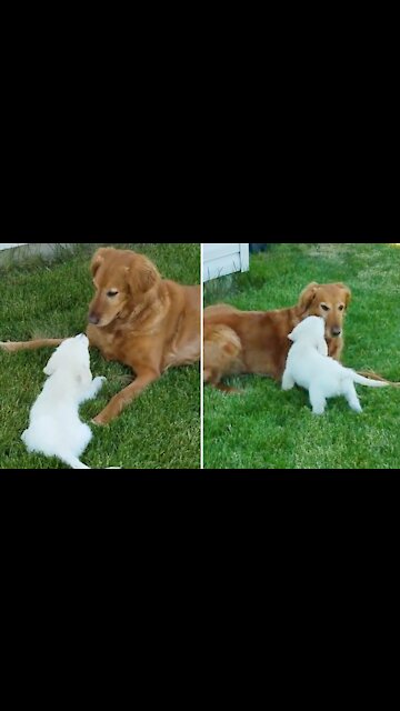 New Puppy Addition Meets Family Dog For The First Time
