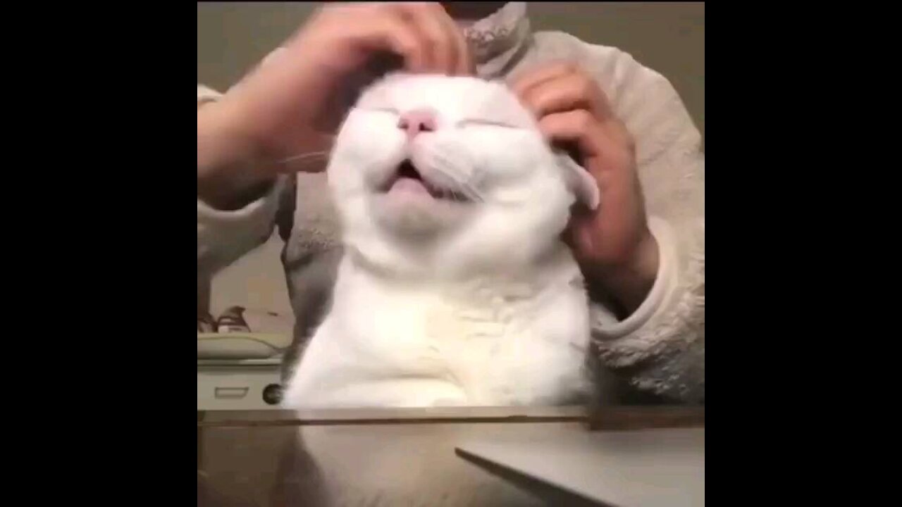 CAT IS TALKING