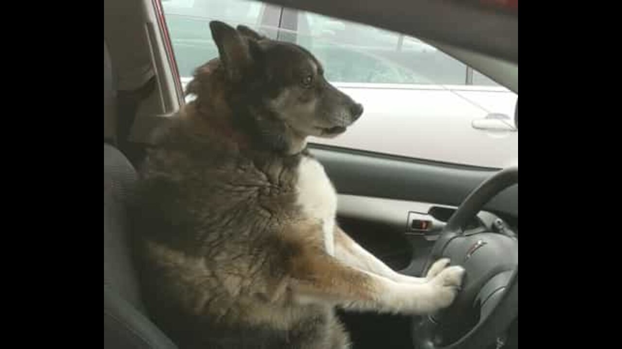 Ne laissez jamais votre chien seul dans la voiture... voilà ce qui peut arriver!