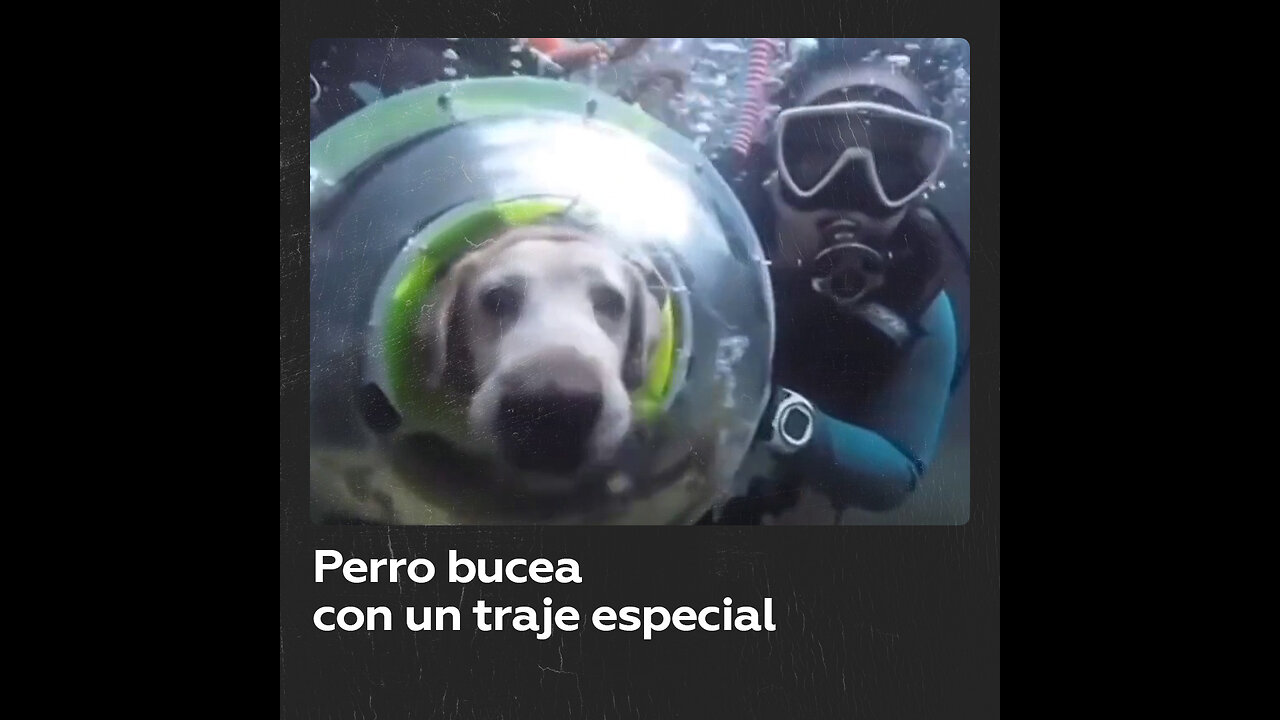 El video de un perro buceando se hace viral y provoca polémica