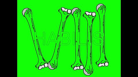 Lumbar (1) x Habilis