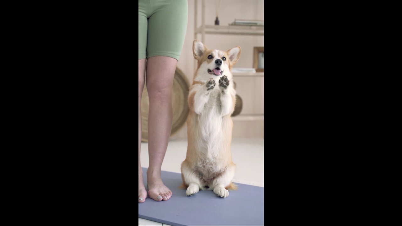 DOG DOG DOG DOG DOG DOG DOG DOG