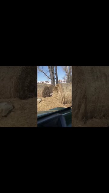 No deer fawns for you! #shorts