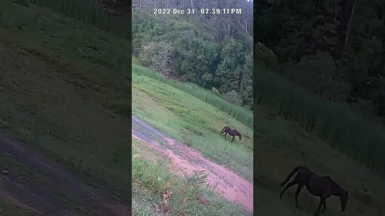 Old horse follows the herd