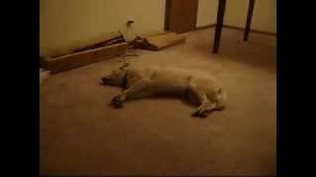 Bizkit the Sleep Walking Dog: A Hilarious Glimpse into Canine Dreams