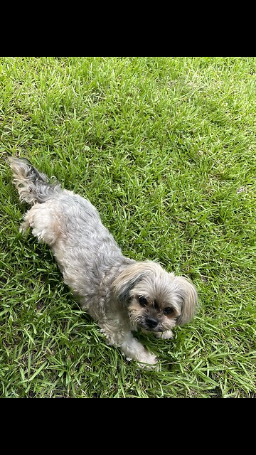 Swims for the first time! Shorkie cuteness overload