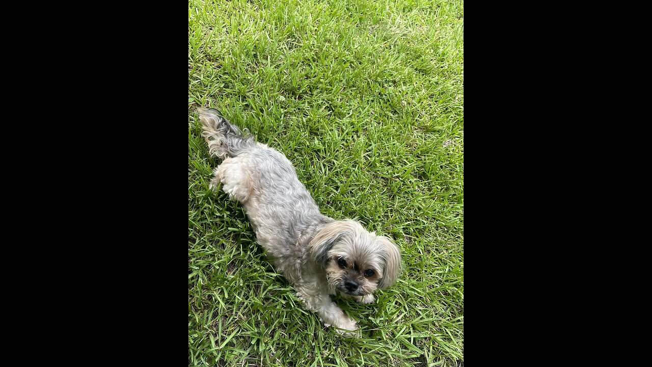 Swims for the first time! Shorkie cuteness overload