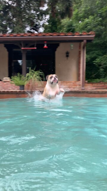 Buddy Boy in the pool