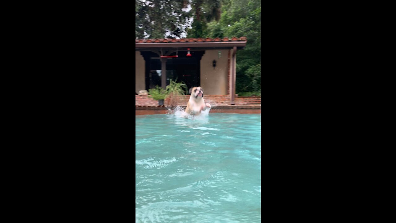 Buddy Boy in the pool