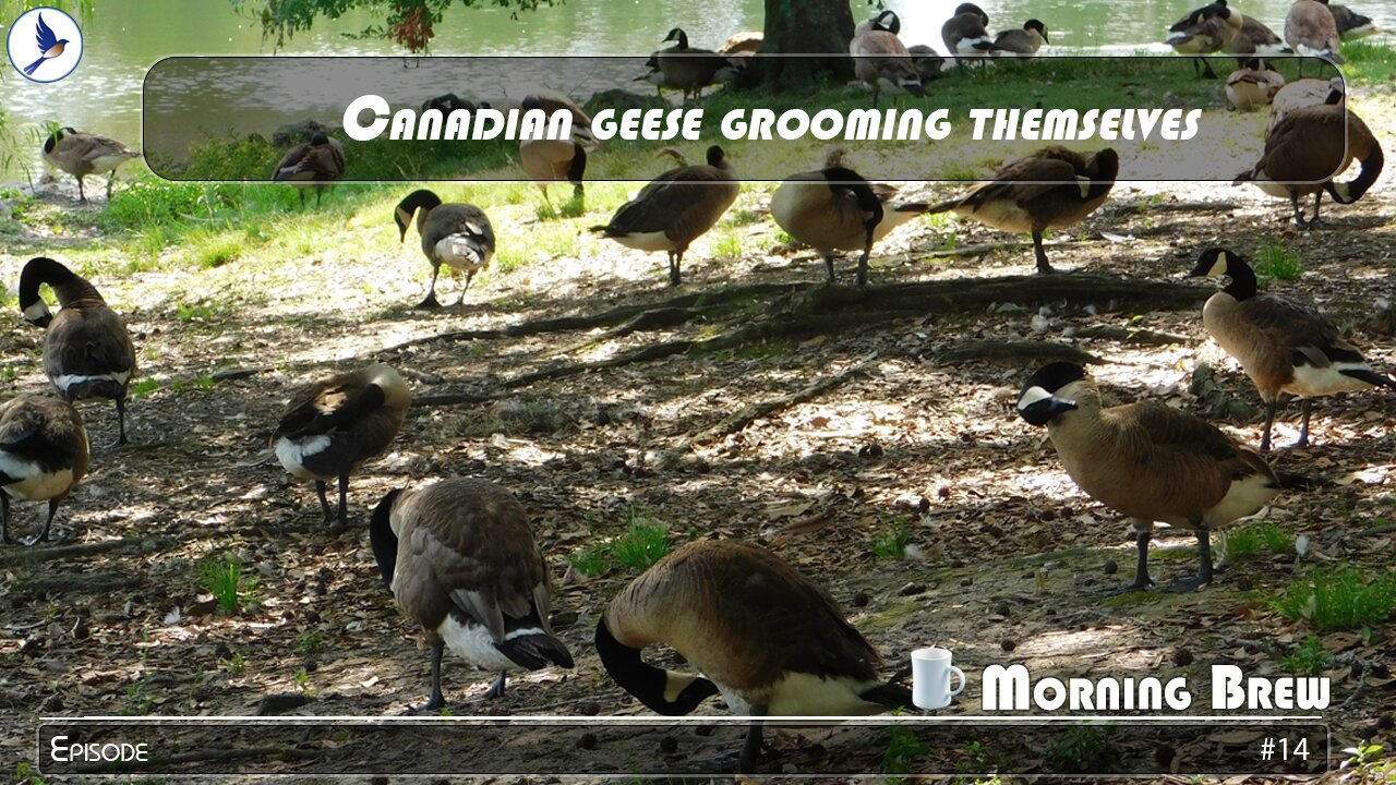 Canadian geese grooming themselves