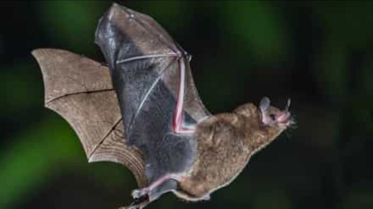 Passengers panic over bat in plane