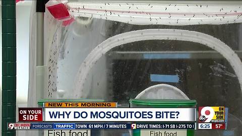 Why do mosquitoes bite? Because you're a 'big bag of water,' UC researchers say