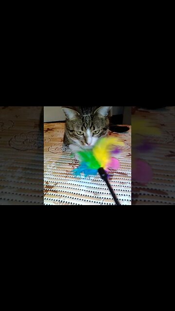 Funny Cat Is Scared by the Toy #shorts