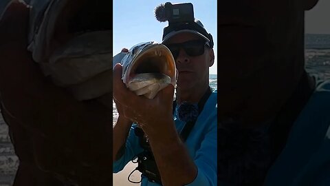 65 miles down the largest barrier Island for a MONSTER #surffishing #shorts