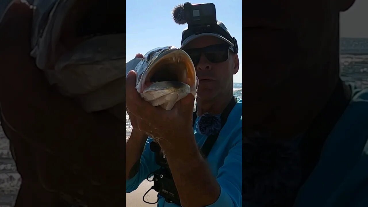 65 miles down the largest barrier Island for a MONSTER #surffishing #shorts