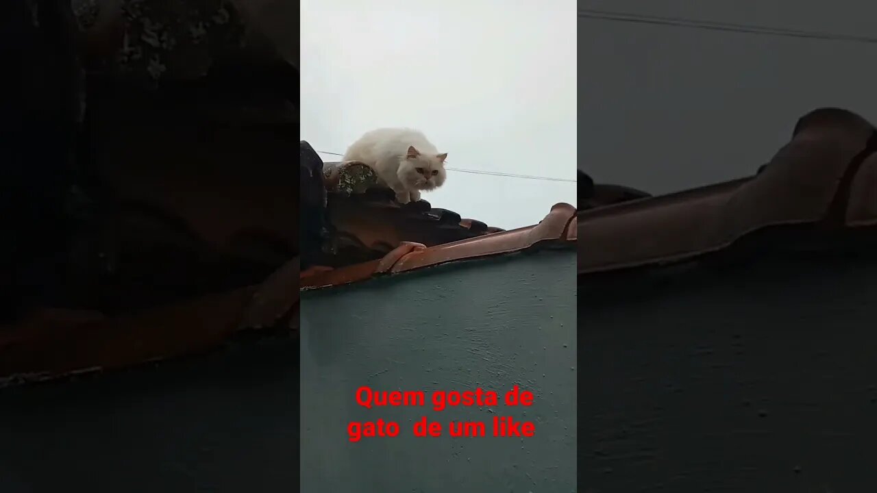 gato no telhado