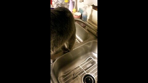 Lucy Drinking Water