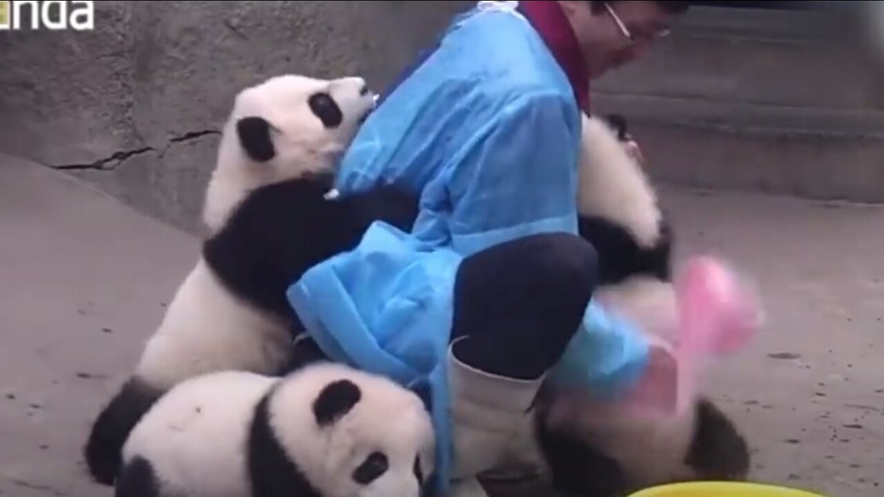 Adorable Panda HUGGED their keeper while shower time