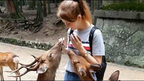 Une touriste encerclée par des cerfs affamés