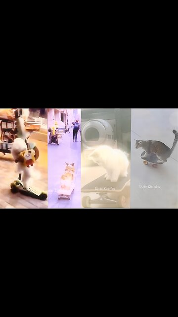 Watch these fur-babies shred the streets on their wheels! 🐶🐱🛹 #SkateboardingPets