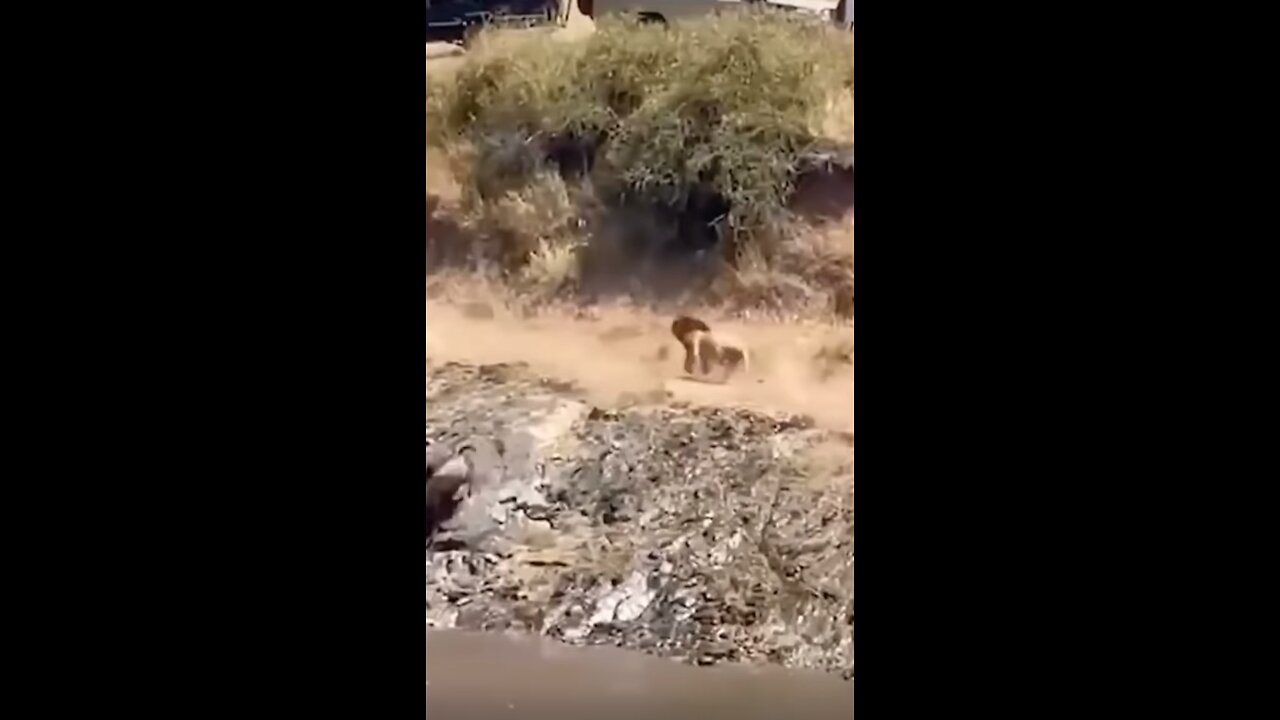Lion can’t decide.