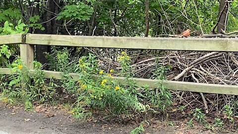 Three Cardinal fledglings