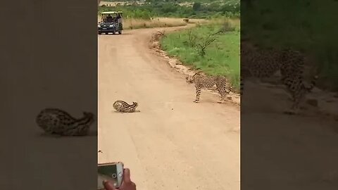 Cheetah thinks twice about attacking Serval 😬